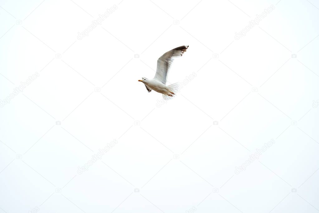 Galician native seagull flying with clear sky