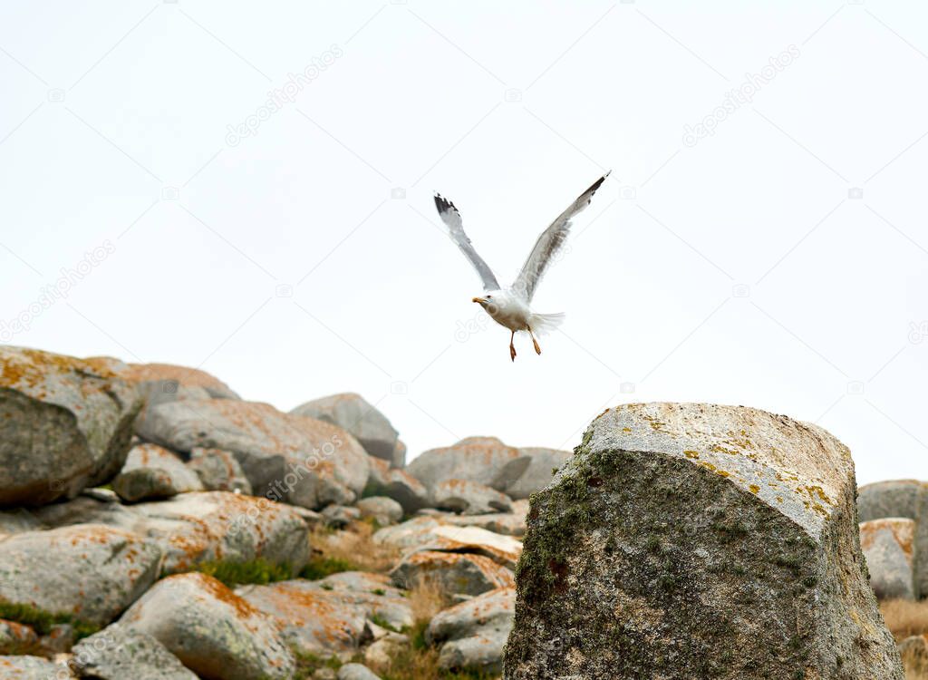 Galician native seagull taking flight from a rock