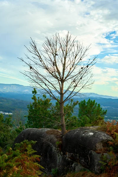 Lövlös Träd Med Blå Och Grönt Landskap Bakgrund — Stockfoto