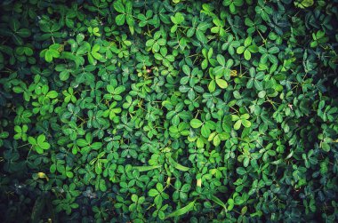 Yaprak yeşil doku veya yaprak doku arka plan