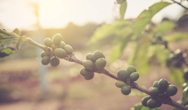 kahve kiraz bahçesinde