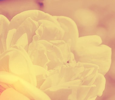 Doğa tatlı gül çiçek arka plan