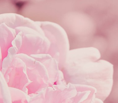 Doğa tatlı gül çiçek arka plan