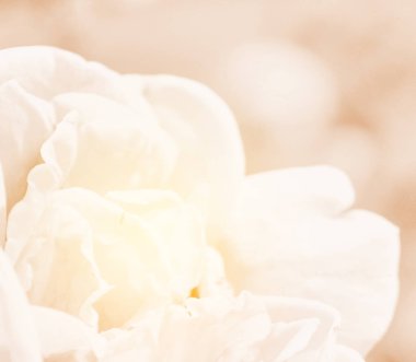 Doğa tatlı gül çiçek arka plan