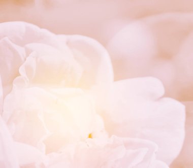 Doğa tatlı gül çiçek arka plan