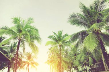 Mavi gökyüzüne karşı palmiye ağaçları.