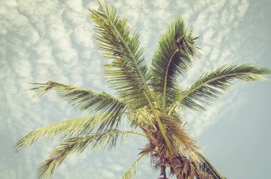 Mavi gökyüzüne karşı palmiye ağaçları.