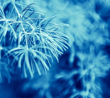 Noel, kış arka plan ayaz çam ağacı ile. Makro çekim