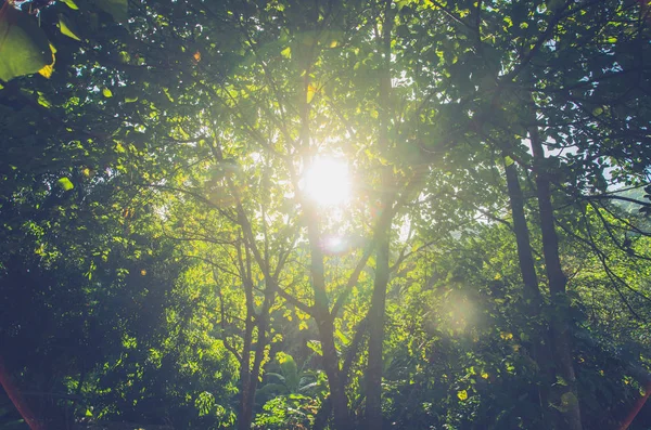 Ліс Сонячним Світлом Сонячні Промені Через Гілки Дерев — стокове фото