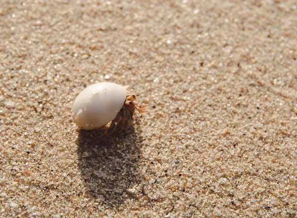 砂のビーチでヤドカリ — ストック写真