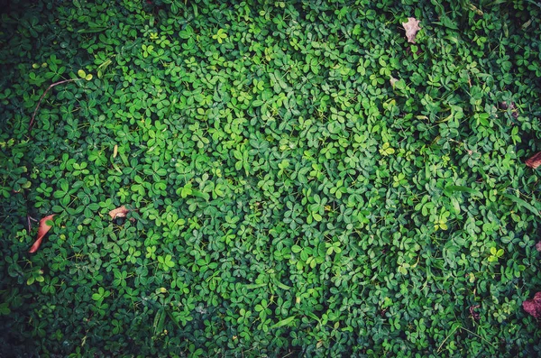 Green Leaf Texture Leaf Texture Background — Stock Photo, Image