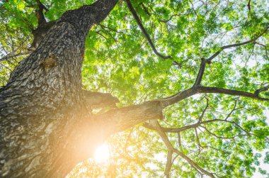 Güneş ışığıyla kaplı bir orman. Güneş ağaçların dalları arasından ışıldar.