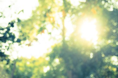 Ağaç arkaplanından doğa yeşil bokeh