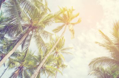 Palmiye ağaçları mavi gökyüzü palmiye ağacı, tropik sahil vintage karşı tonda ve Hindistan cevizi ağacı stilize 