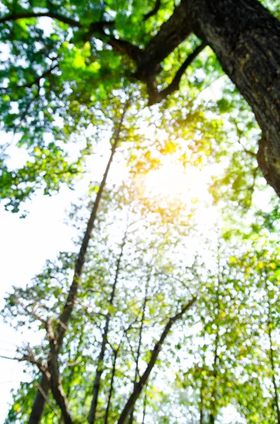 Φυσικό Πράσινο Bokeh Από Φόντο Δέντρο — Φωτογραφία Αρχείου