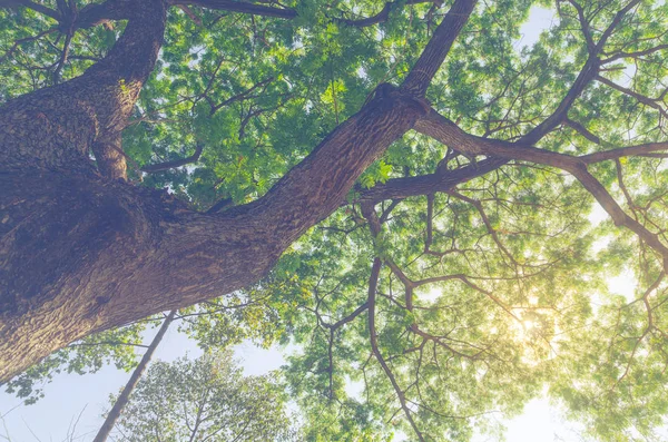 햇빛이 가지들 사이로 비춘다 — 스톡 사진