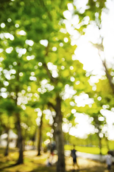 Natuur Groene Bokeh Van Boom Achtergrond — Stockfoto