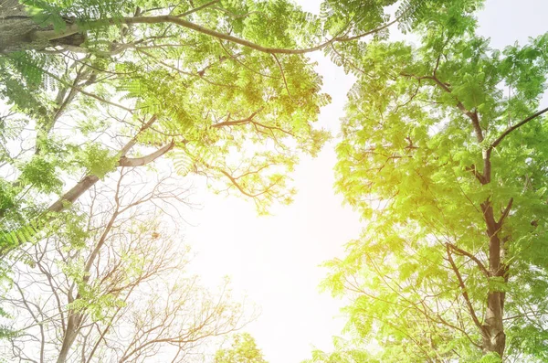 Δάσος Ήλιο Ακτίνες Του Ήλιου Μέσα Από Κλαδιά Δέντρων — Φωτογραφία Αρχείου