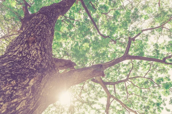 Γιγαντιαίο Δέντρο Πράσινο Φρέσκο Φύση Πάρκο Τοπίο Φόντο — Φωτογραφία Αρχείου