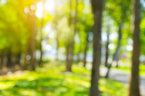 Natuur Groene Bokeh Van Boom Achtergrond — Stockfoto