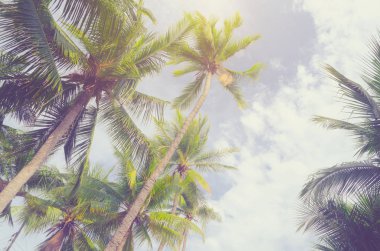 Palmiye ağaçları mavi gökyüzü palmiye ağacı, tropik sahil vintage karşı tonda ve Hindistan cevizi ağacı stilize 