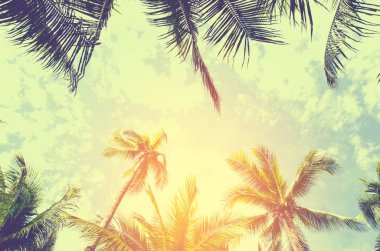 Palmiye ağaçları mavi gökyüzü palmiye ağacı, tropik sahil vintage karşı tonda ve Hindistan cevizi ağacı stilize 