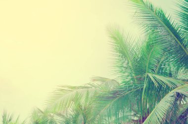 Tayland tropikal beyaz kumlu plajda Hindistan cevizi ağacı