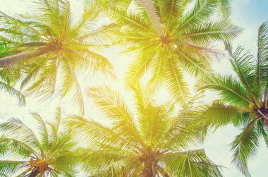 Palmiye ağaçları mavi gökyüzü palmiye ağacı, tropik sahil vintage karşı tonda ve Hindistan cevizi ağacı stilize 