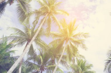 Tayland tropikal beyaz kumlu plajda Hindistan cevizi ağacı