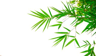 Yakın yeşil galangal soyut arka plan bırakır