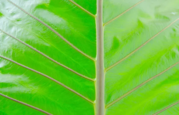 クローズアップ緑のガランガル葉抽象的な背景 — ストック写真