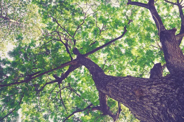 Park Manzara Arka Planda Dev Ağaç Yeşil Taze Doğa — Stok fotoğraf