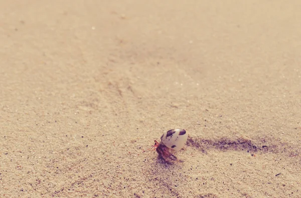 砂のビーチでヤドカリ — ストック写真