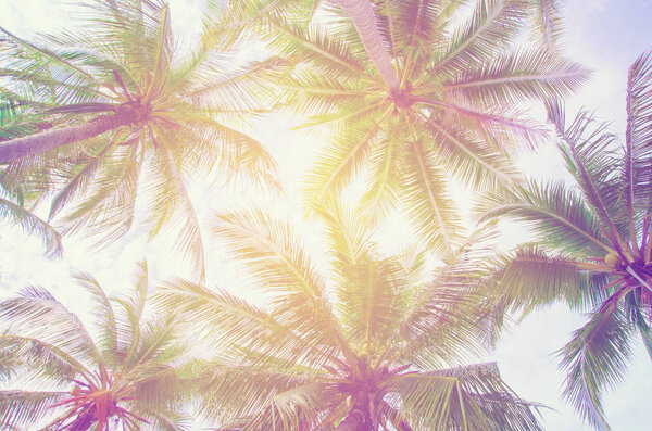 Palm trees against blue sky Palm tree at tropical coast vintage toned and stylized coconut tree 