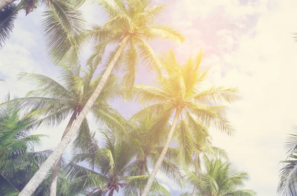 Кокосове Дерево Тропічному Білому Піщаному Пляжі Таїланді — стокове фото