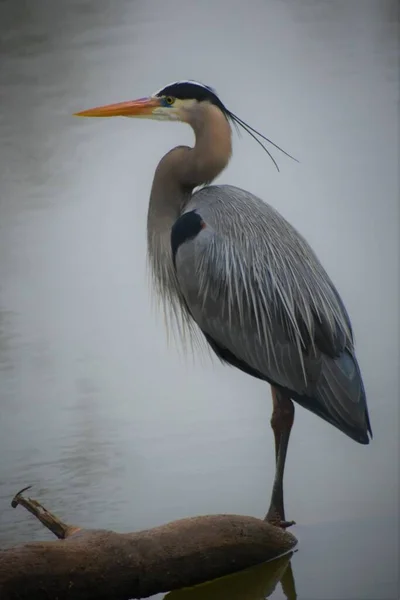 Great Blue Heron Standing Submerged Log — Stock Photo, Image