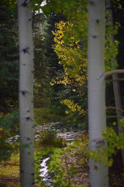 Small Pond Two Aspen Trees — Stock Photo, Image