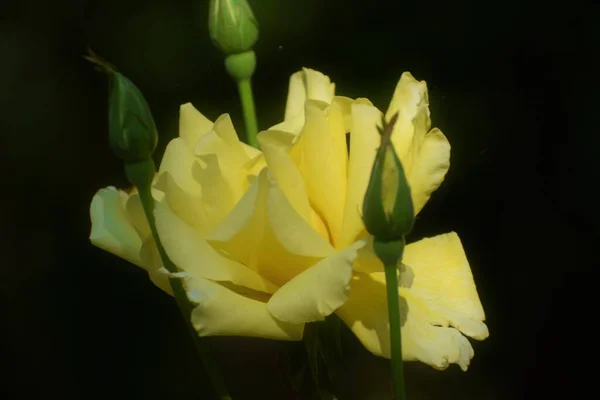 Rosas Amarelas Com Botões Com Fundo Escuro — Fotografia de Stock