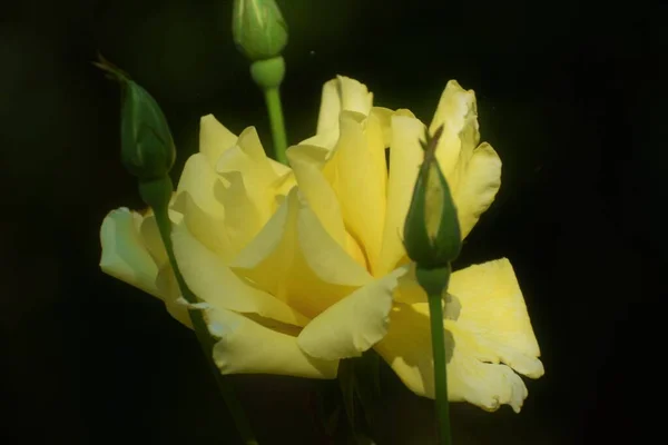 Gelbe Rosen Mit Knospen Mit Dunklem Hintergrund — Stockfoto