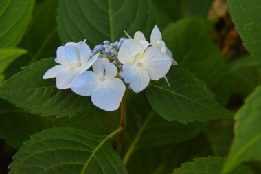 Mavi ve beyaz ortanca bitkileri.