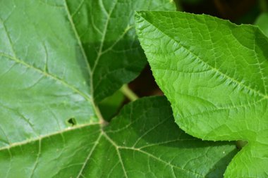 Doku ve renkte yeşil yapraklar