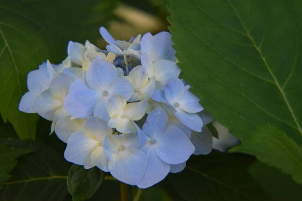 Flores Hortensias Azules Blancas —  Fotos de Stock