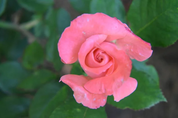 Ніжна Рожева Лососева Троянда — стокове фото