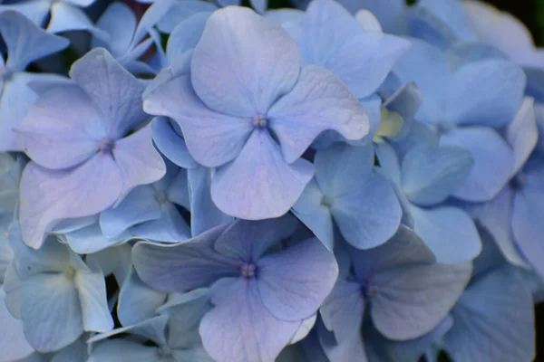 Kék Hortenzia Virágzó Növény Jogdíjmentes Stock Fotók