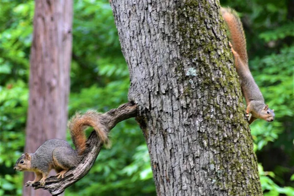 Zwei Eichhörnchen Auf Der Gegenüberliegenden Seite Des Baumes Stockfoto