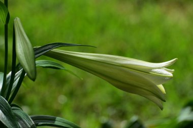 Güneşin altında açan beyaz zambak.