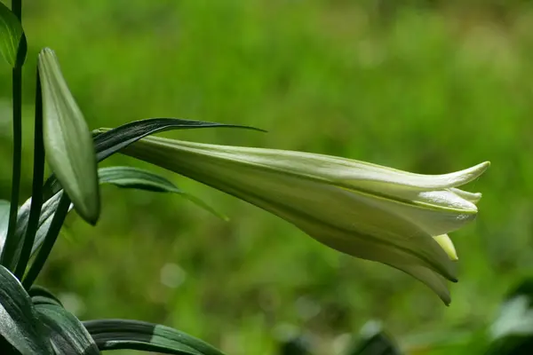 Blühende Weiße Lilie Sonnenlicht — Stockfoto