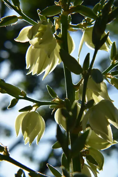 Yucca Pflanze Blüte — Stockfoto