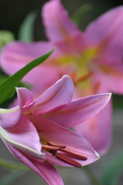 Pembe Lilly ön planda çiçek açıyor.