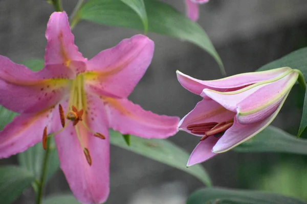 ピンクリリー 別の中間咲きで満開 — ストック写真